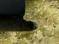 Dunite 