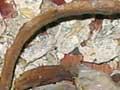 Mummified rats, Pompallier House, Russell