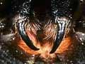 Trapdoor spider