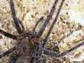 New Zealand cave spider