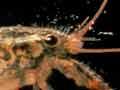 Freshwater crayfish (2nd of 2)