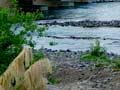 Tongariro River