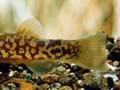 Taupō’s native species (1st of 2)