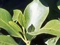 Karaka tree leaves