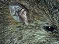 The Pacific rat