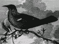 Polish engraving of a tūī
