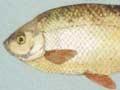 Fish pests