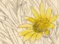 Brachyglottis greyi