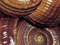 Giant land snails