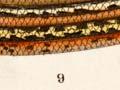 Brown skink