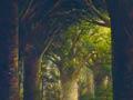 ‘The vaulted aisles of nature's cathedral’