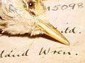 Stephens Island wrens