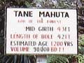 Trunk of Tāne Mahuta (2nd of 2)