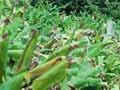 Wild ginger