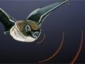 Diagram showing bat sending out and getting back sonic waves