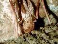 Short-tailed bat fossil