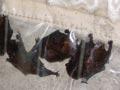 Bats in a harp trap