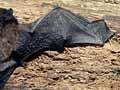 Long-tailed bat