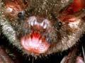 Long-tailed and lesser short-tailed bats