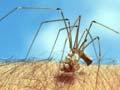 Daddy-long-legs