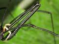 Male harvestman