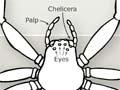 Parts of a spider