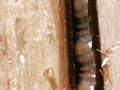 Pūriri moth caterpillar