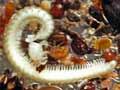 Soil mites