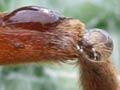 Nursery-web spider (1st of 3)
