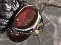 House fly in a web
