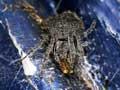 Orb-web spider (2nd of 2)
