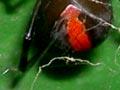 Redback spider