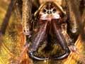 Sheet-web spider (1st of 2)