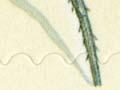 Katipō spider stamp