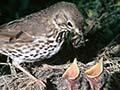 Song thrush feeding chicks