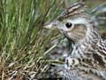 Skylark feeding chicks