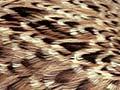 Male house sparrow