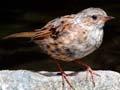 Hedge sparrow