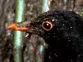 Male and female blackbirds