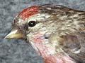 Redpoll