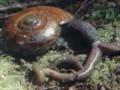 Giant snail on the forest floor