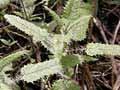 Ongaonga – tree nettle