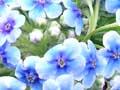 Chatham Island forget-me-not (2nd of 3)
