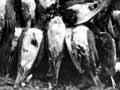 Hunters with kererū