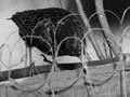 Bird traps