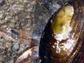 Freshwater mussel