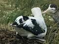 Auckland Islands (3rd of 3)