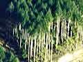 Kāingaroa Forest showing recently logged area