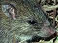 The Pacific rat (2nd of 3)