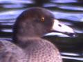 Endangered birds (1st of 2)